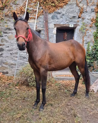 Cavallina Pony