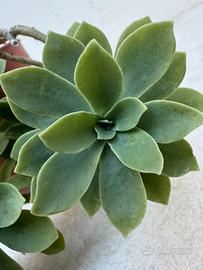 Echeveria pianta grassa, succulenta