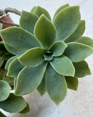 Echeveria pianta grassa, succulenta