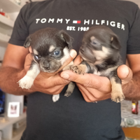Cuccioli di chihuahua