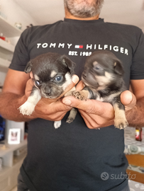 Cuccioli di chihuahua