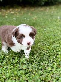 Border collie maschio Red