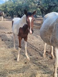 Cavalla appaloosa &  puledra paint