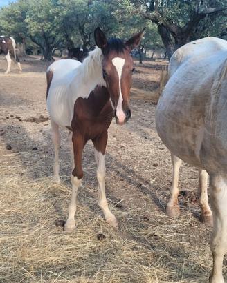 Cavalla appaloosa &  puledra paint