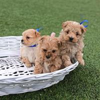 Cuccioli maltipoo champagne toy mini