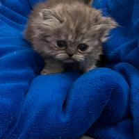 Gatti persiani a Lecce