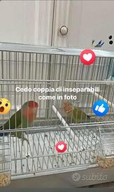 Coppia pappagalli inseparabili