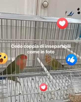 Coppia pappagalli inseparabili