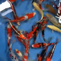 Carpe Koi Japan