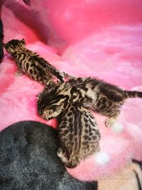 Cuccioli di Gatto Bengala 3 mesi