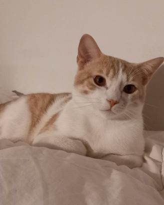 Milo bel gatto maschio