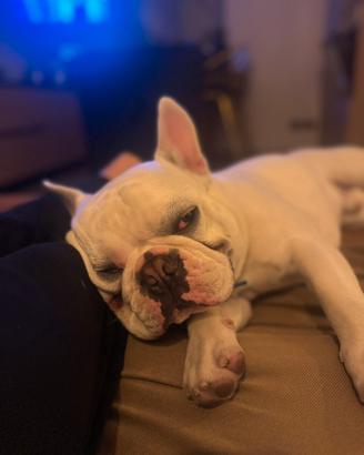 Bullo maschio bianco per accoppiamento con pedigre