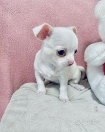 Cucciola di chihuahua femmina