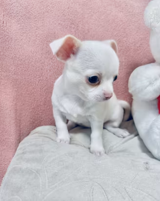 Cucciola di chihuahua femmina