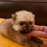 Spitz Pomerania