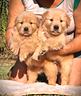 cuccioli-di-golden-retriever-americani-marina-lab