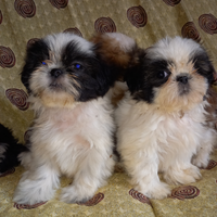 Cuccioli di Shitzu