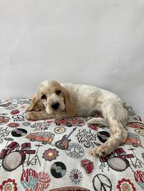 Cocker Spaniel