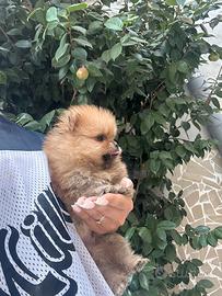 Spitz di pomerania mini toy