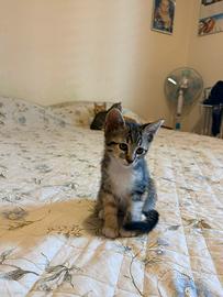 Cuccioli di gatti