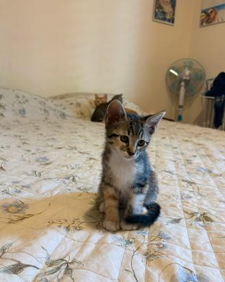 Cuccioli di gatti