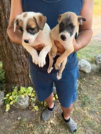 Cuccioli di Jack Russell X Beagle