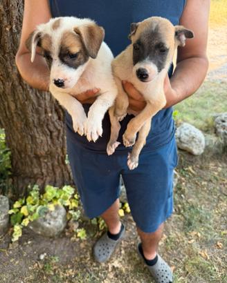 Cuccioli di Jack Russell X Beagle