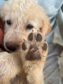 4 cuccioli maremmano