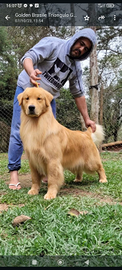 Cuccioli di Golden retriever Americani