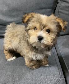 Maltipoo mini