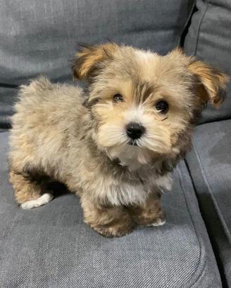 Maltipoo mini