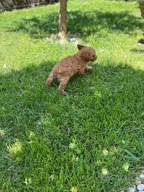 Barboncino mini toy