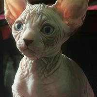 Sphynx