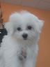 maltese
