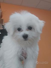 Maltese