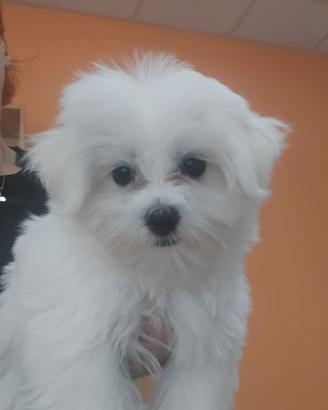 Maltese