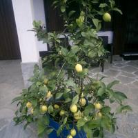 piante di limoni
