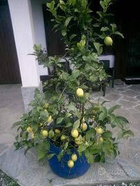piante di limoni