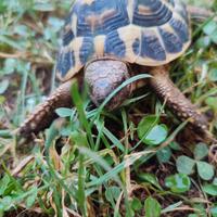 Tartarughe di Terra Testudo Hermanni