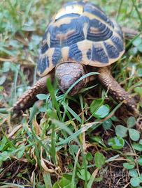 Tartarughe di Terra Testudo Hermanni