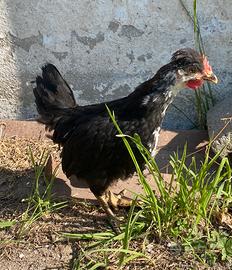 Pulcini gallina della ritirata
