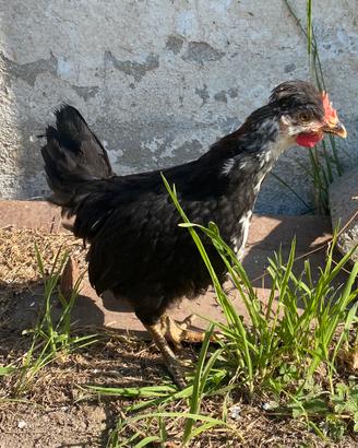 Pulcini gallina della ritirata