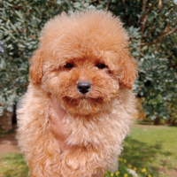 Cuccioli barboncino toy