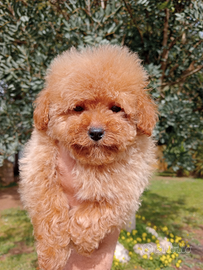 Cuccioli barboncino toy