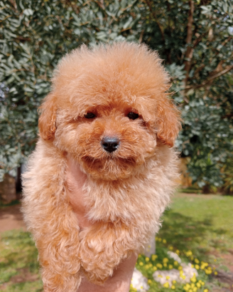 Cuccioli barboncino toy