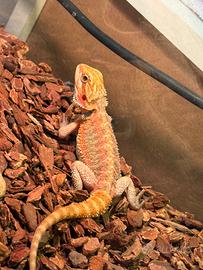 Pogona ( drago barbuto red )