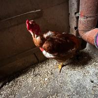 Gallo