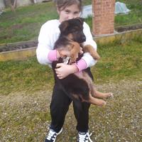 Cani pastore tedesco