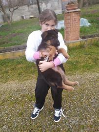 Cani pastore tedesco