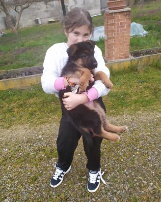 Cani pastore tedesco